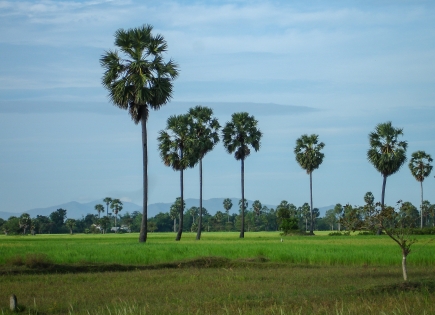 Projet régional pour la promotion et la reconnaissance des Indications Géographiques au Cambodge, au Laos et en Birmanie