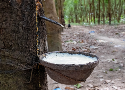 Final external evaluation of the ICARE project (Towards a Responsible Rubber Industry in Southeast Asia) (Cambodia, Myanmar, Thailand)