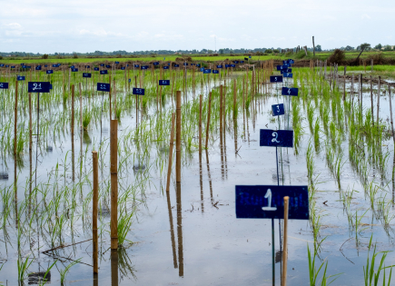 Final Technical Evaluation of the FEF “Healthy Rice” Project